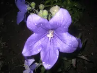 Garten 072009 007.webp