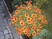 Garten 072009 004.webp