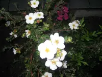 Garten 072009 008.webp