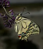 Kopie von ab 19 e 066.webp