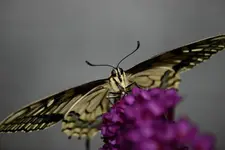 Kopie von ab 19 e 023.webp