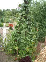 Garten 029.webp