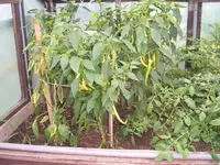 Garten 030.webp