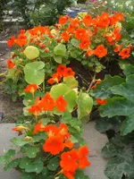 Garten 031.webp