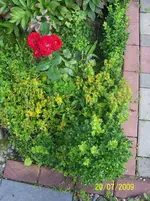 100_1969.webp