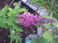 100_1972.webp