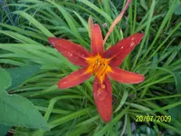 100_1973.webp
