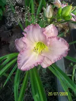 100_1974.webp