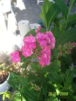 100_1978.webp