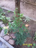 100_1980.webp