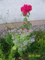 100_1982.webp