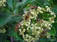 PICT4685.webp