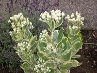 Garten Juli10 007.webp