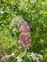 Garten Juli09 018.webp