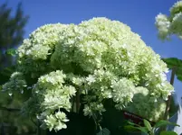 i14907-Sternen-Hortensie-Hovaria-Hayes-Starburst-Sternschnuppe-1.webp