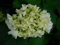 Hortensie.webp