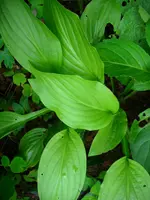 Hosta g.webp