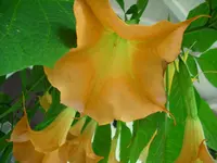 DSCI0652.webp