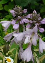 Hosta.webp