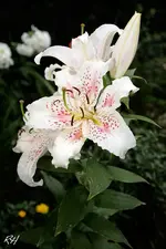 gf_5861.webp