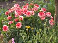 Gartensafari 001.webp