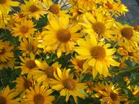 Gartensafari 004.webp