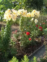 Gartensafari 005.webp