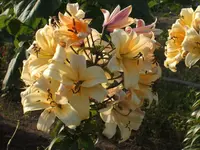 Gartensafari 006.webp