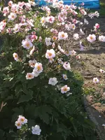 Gartensafari 008.webp