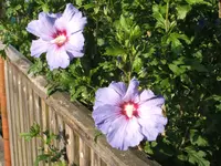 Gartensafari 009.webp