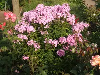 Gartensafari 010.webp