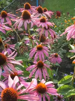 Gartensafari 012.webp