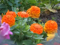 Gartensafari 013.webp