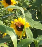 Gartensafari 014.webp