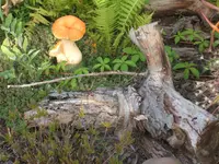 Gartensafari 018.webp