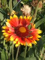 Gartensafari 020.webp
