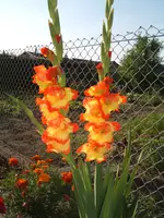 Gartensafari 022.webp
