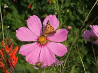 Gartensafari 024.webp
