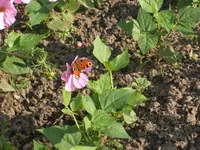 Gartensafari 025.webp