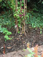 23.07.2009 034.webp