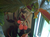 PICT0340.webp