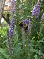 HPIM2741.webp