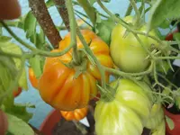 rinderherz.webp