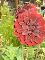 garten 09 001.webp