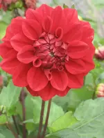 garten 09 004.webp