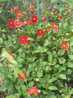 garten 09 007.webp