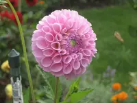 garten 09 008.webp
