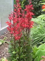 garten 09 010.webp