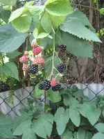 garten 09 014.webp