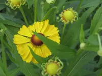 garten 09 015.webp